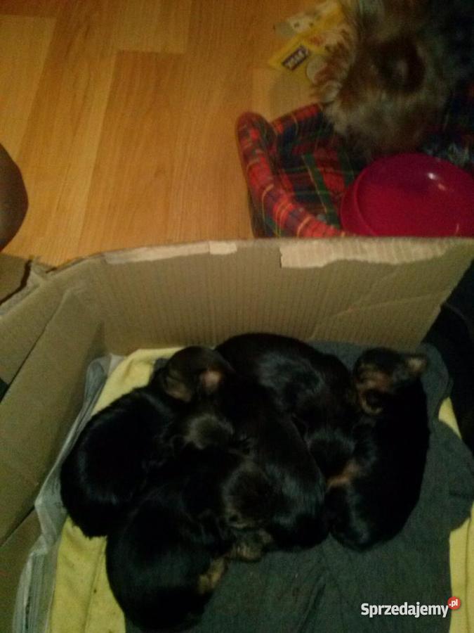 Szczeniacki rasy Yorkshire Terrier MINIATURKI Koszalin