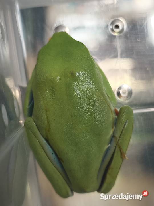 Chwytnice czerwonookie Agalychnis calidryas 2
