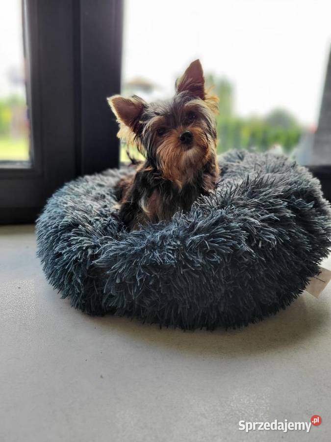 Yorkshire terrier malutki Czeladź