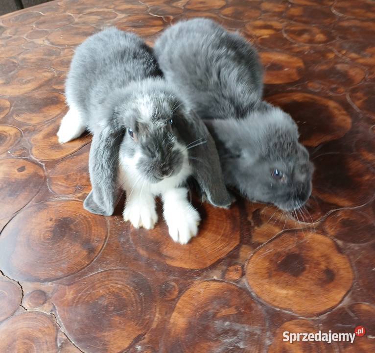 Króliki belgijskiebarany francuskie Skarżysko-Kamienna sprzedam