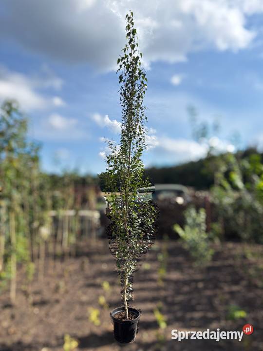 Brzoza brodawkowata Fastigiata 300 brzoza Sompolno