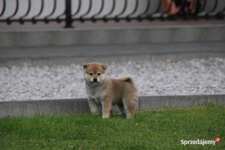 Szczeniak Shiba Inu odbiór listopad 2024 ZKwPFCI sprzedam