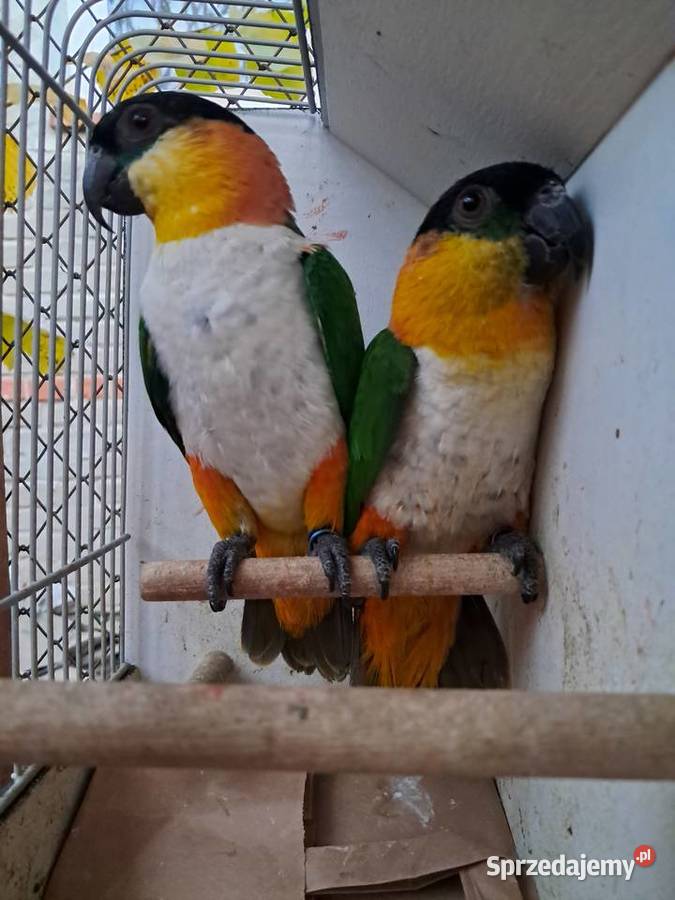 Barwinki czarnogłowe podkarpackie Tryńcza sprzedam