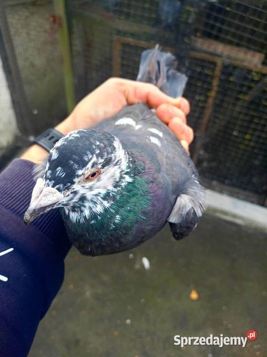 Gołębie pocztowe piękne na obrączkach stałych Plemięta