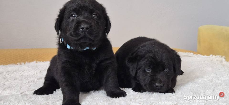 Labrador retriever czarny piesek Pasztowa Wola