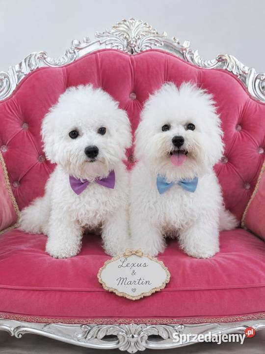 bichon frise szczenięta do odbioru rodowód FCI Gdańsk
