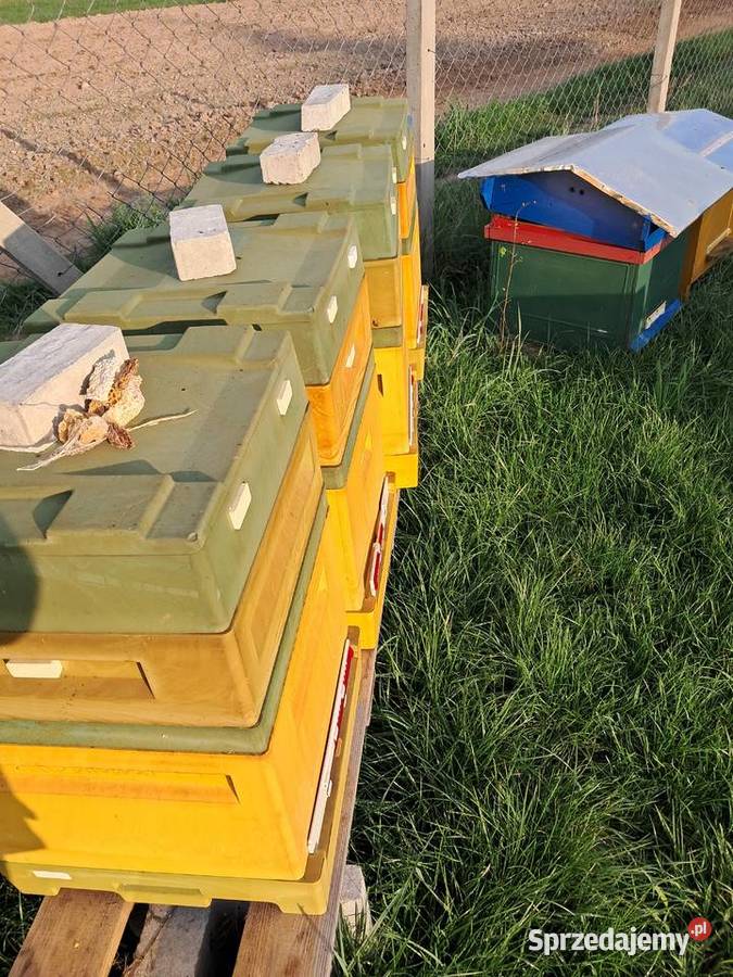 Pakiety Pszczele Odkłady Pszczelarstwo mazowieckie Odrzywół