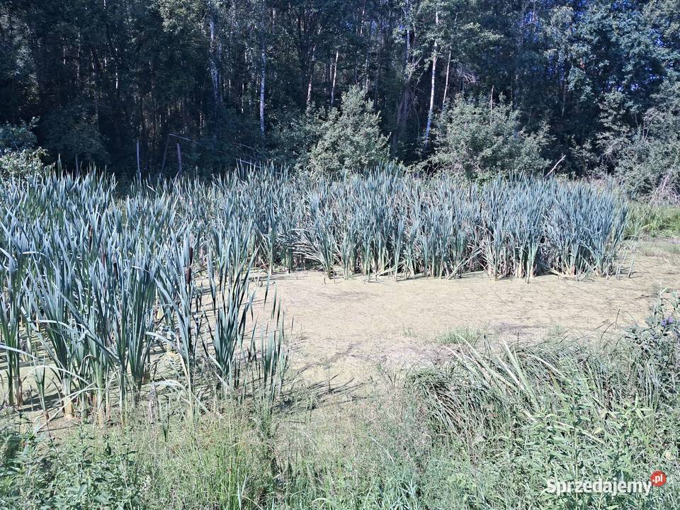 Pałka wodna szerokolistna sadzonki do stawu sprzedam
