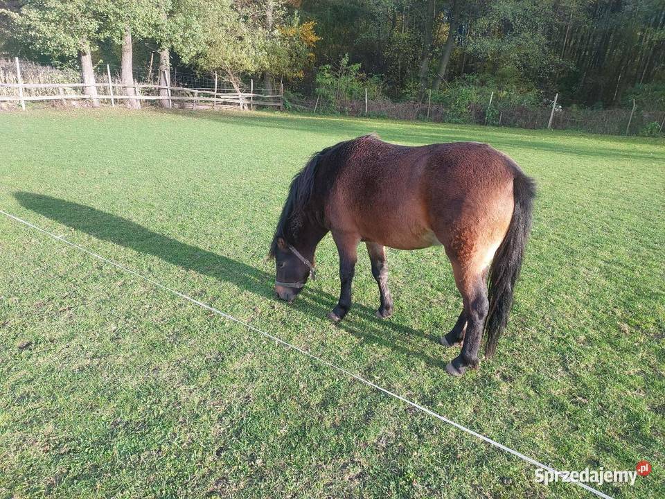Ogierek 2 letni Rawa Mazowiecka