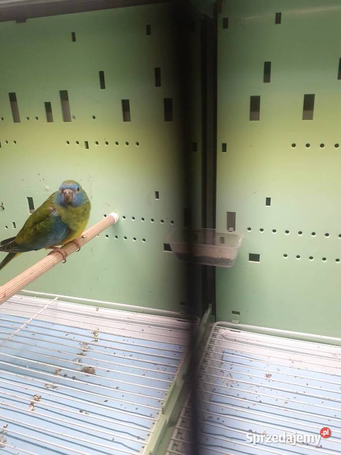 Łąkówki wspaniałe I lilianki sprzedam