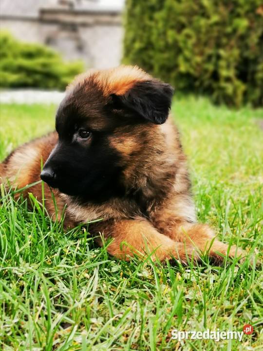 Owczarek niemiecki długowłosy wilczasty Zbiczno