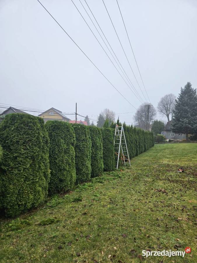 Wycinka drzew Przycinanie Krzewów Pielęgnacja