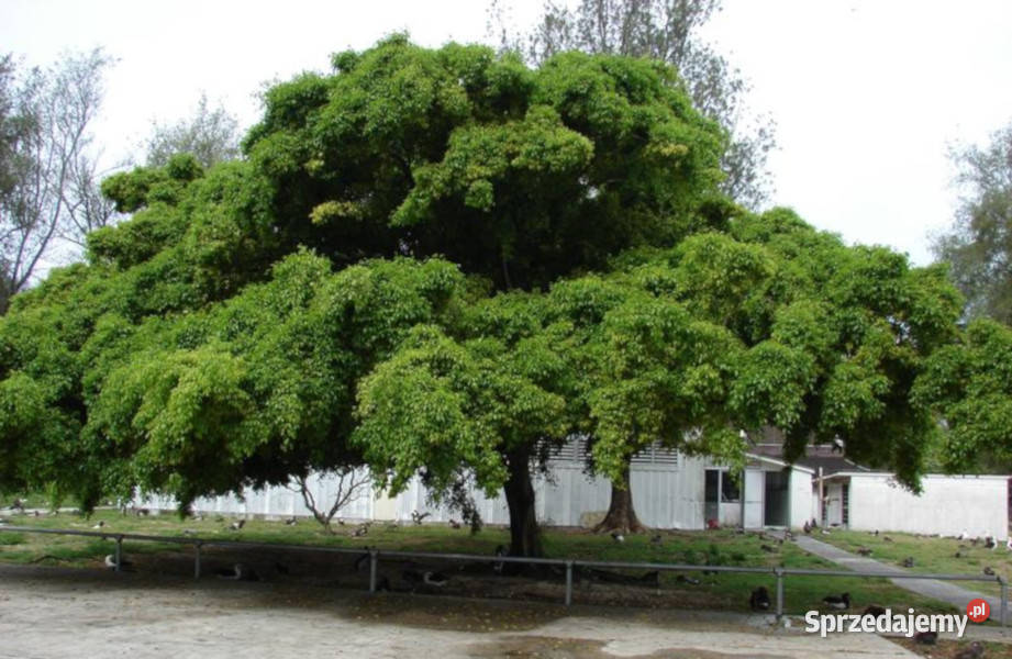 FIGOWIEC BENJAMINA Ficus benjamina NASIONA 100g Lubanie sprzedam