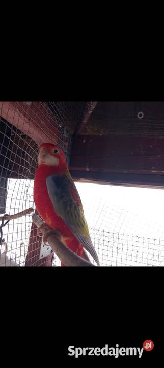 Zeberki papugi amadyny gołąbki diamentowe Staszów