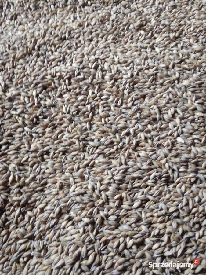 Jęczmień jary Krasnystaw