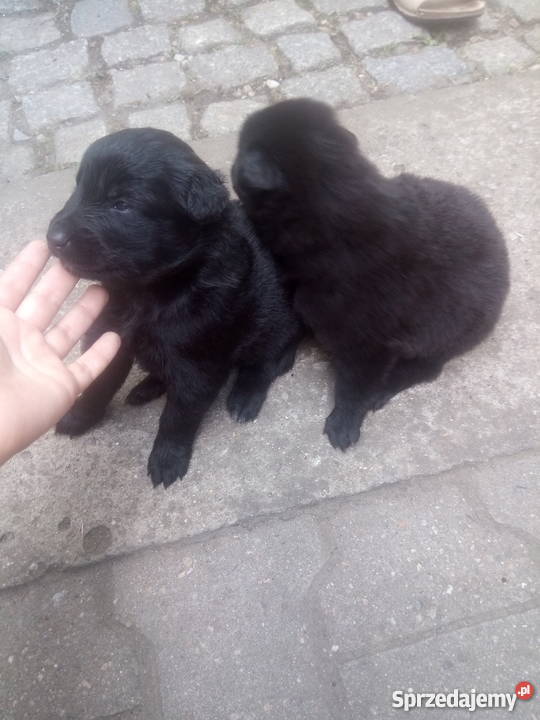 Owczarek Belgijski Groenendael Wrocław