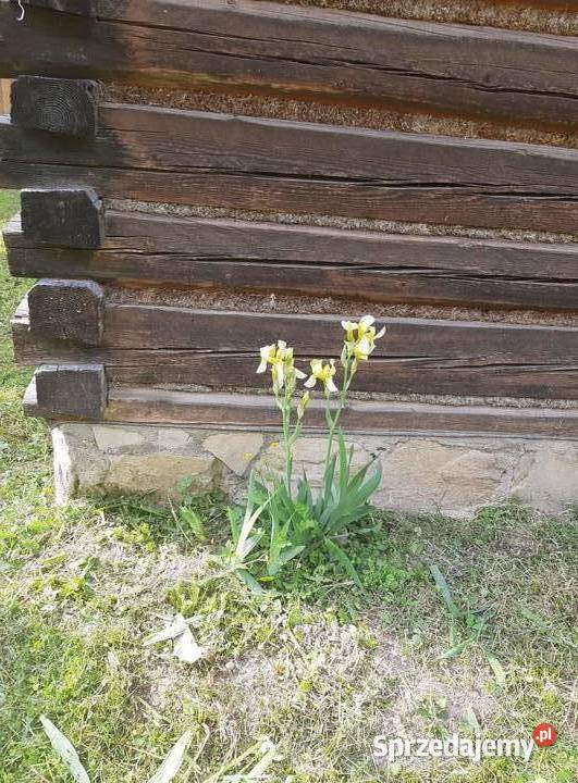 dom drewniany omszony