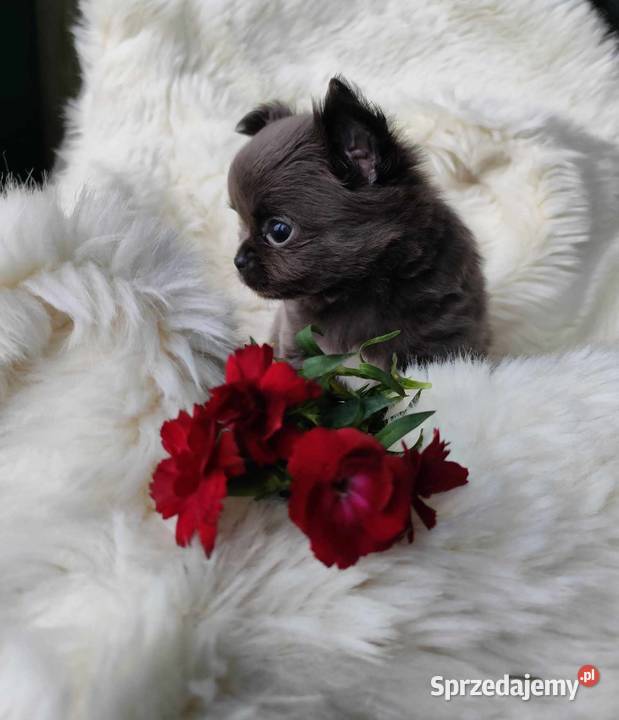 CHIHUAHUA PRZEPIĘKNA SUNIA KOLOR NIEBIESKI BLUE Chihuahua Łódź