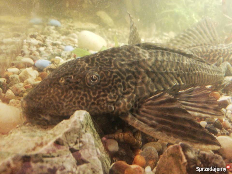 Glonojad tygrysi duży Zwierzęta Ciechanów