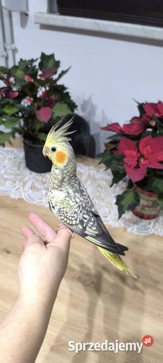 Nimfa ręcznie karmiona oswojona wielkopolskie sprzedam