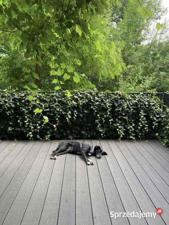 Mieszkanie 2 pokojowe z tarasem 5 min pieszo do sprzedam