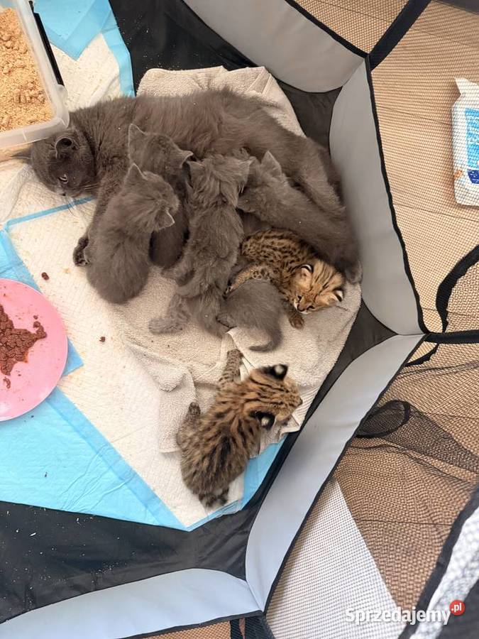 Serwal Afrykański cudowne kociaki