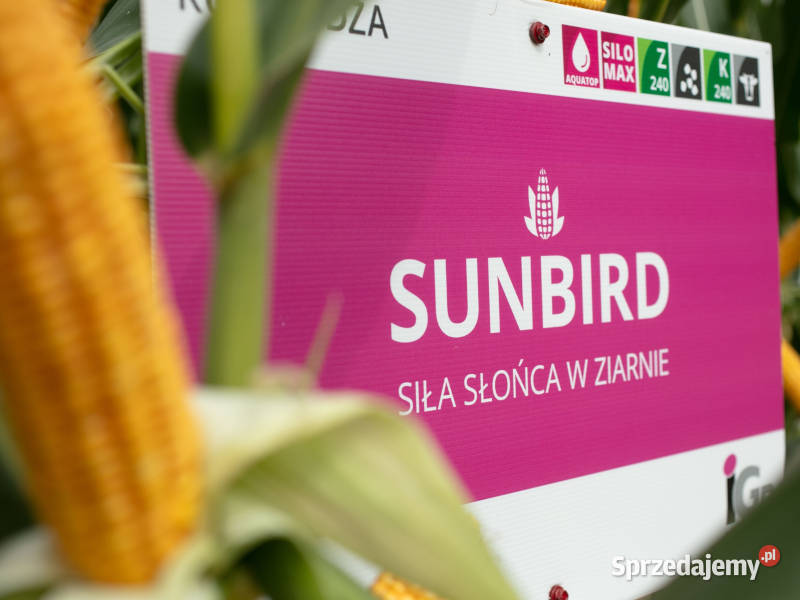 Materiał siewny kwalifikowany kukurydza IGP Rabka-Zdrój