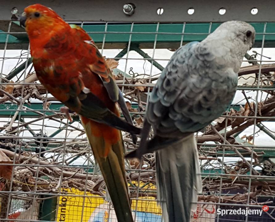 Świergotka Opal Oranż Samiec Pszczew sprzedam