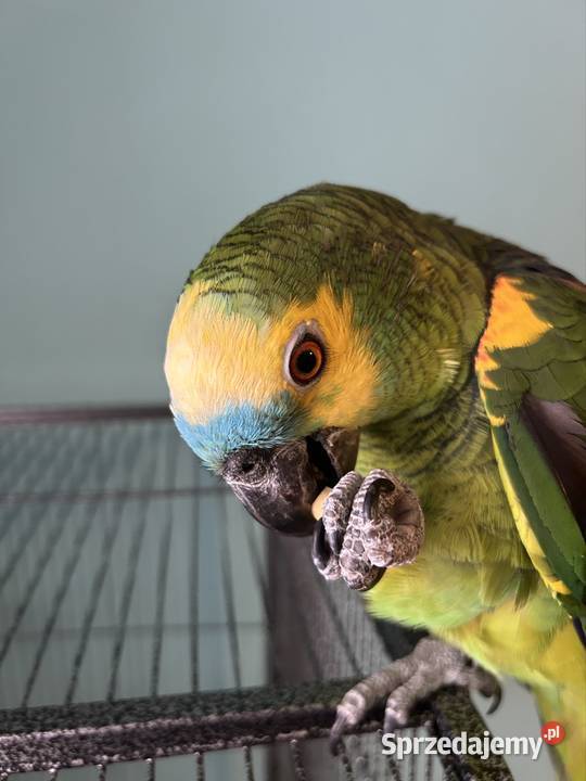 Amazonka niebiheskoczelna Grabowo Kościerskie