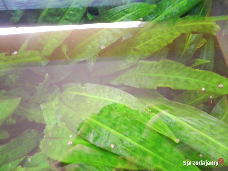 Kryptokoryna piękne i zdrowe sadzonki Dębno