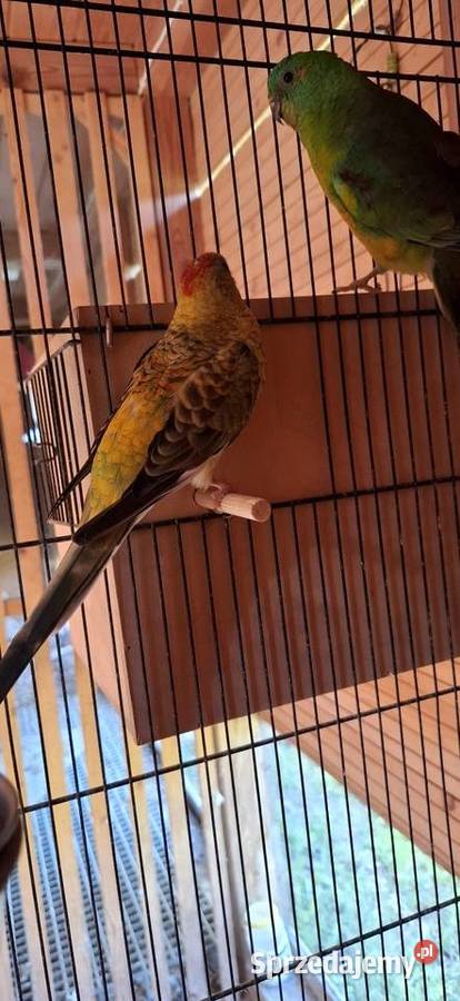 Świergotki sprzedam Wola Kutowa sprzedam