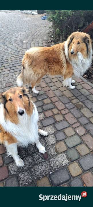 Owczarek Szkockie Collie szczeniaki Owczarek