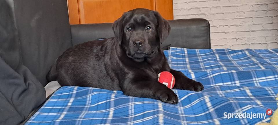 Labrador retriever czarny Pasztowa Wola sprzedam