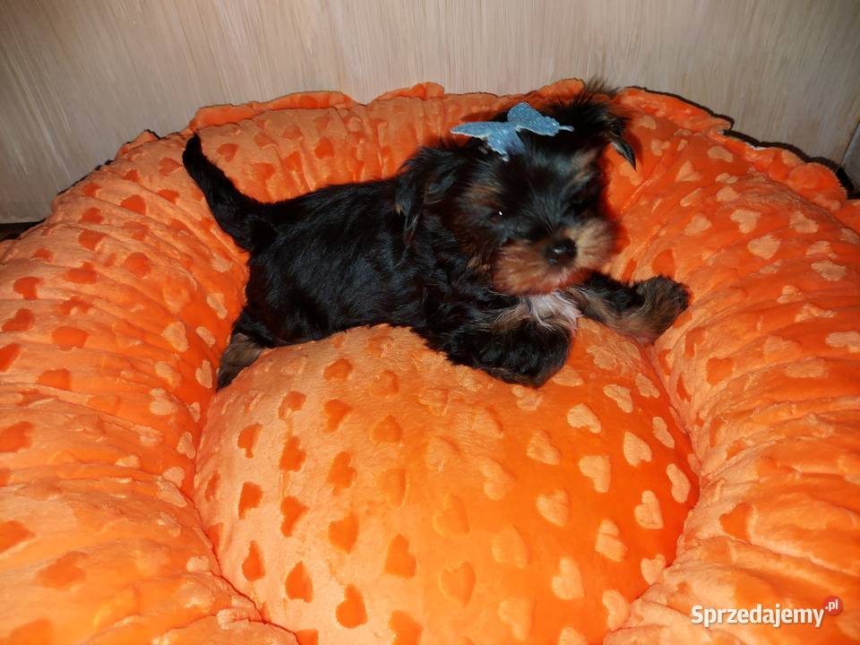 Yorkshire Terrier Black Tan Rumia