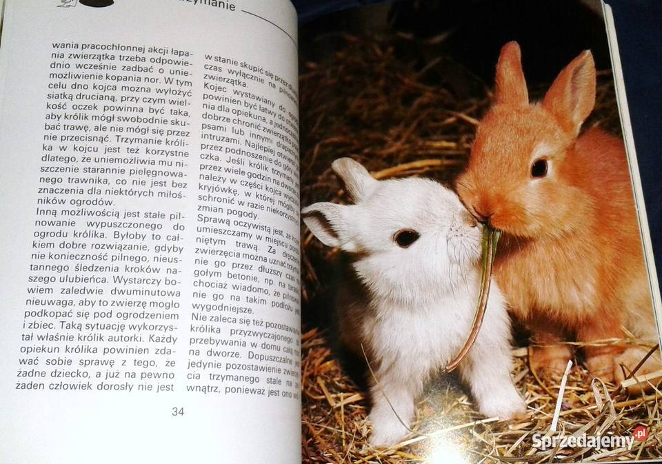 Królik miniaturowy Andrea Dieker Jutta Steinkamp Chełm