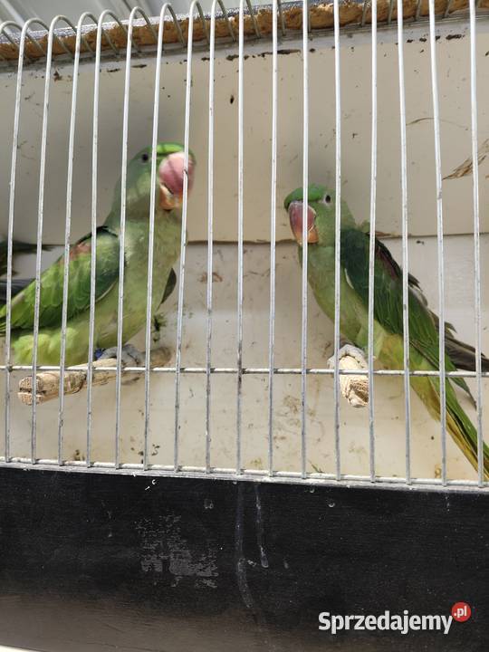 Aleksandretty wielkie szpalt Ptaki śląskie Rybnik