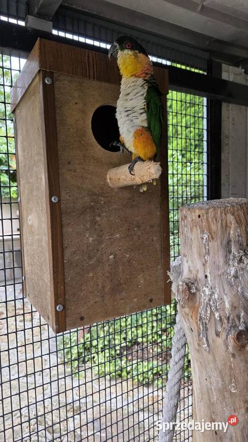 Amazonka Barwinka para lęgowa Ornontowice