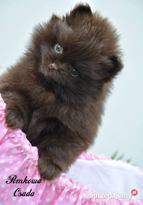 Szpic pomeranian miniatura śląskie Częstochowa sprzedam