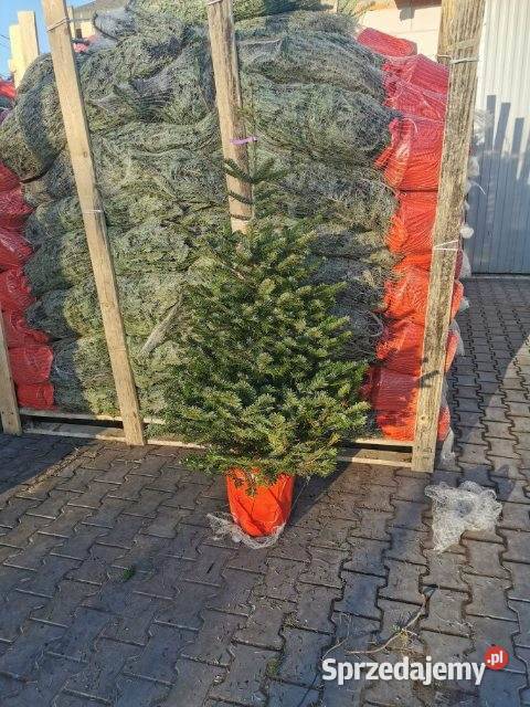 jodła kaukaska rosnąca w donicy kopana cięta60 sprzedam