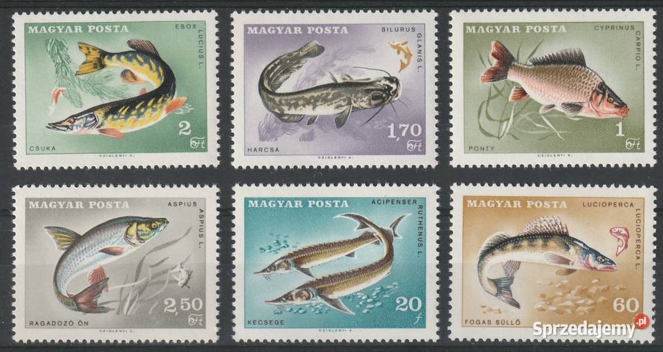 WĘGRY RYBY DRAPIEŻNE CZYSTE Filatelistyka Filatelistyka