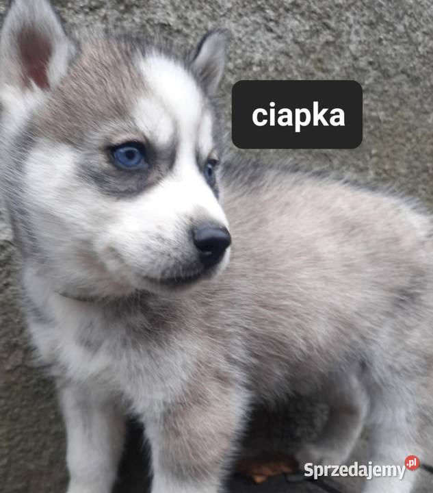 Syberiany husky mlode pomorskie