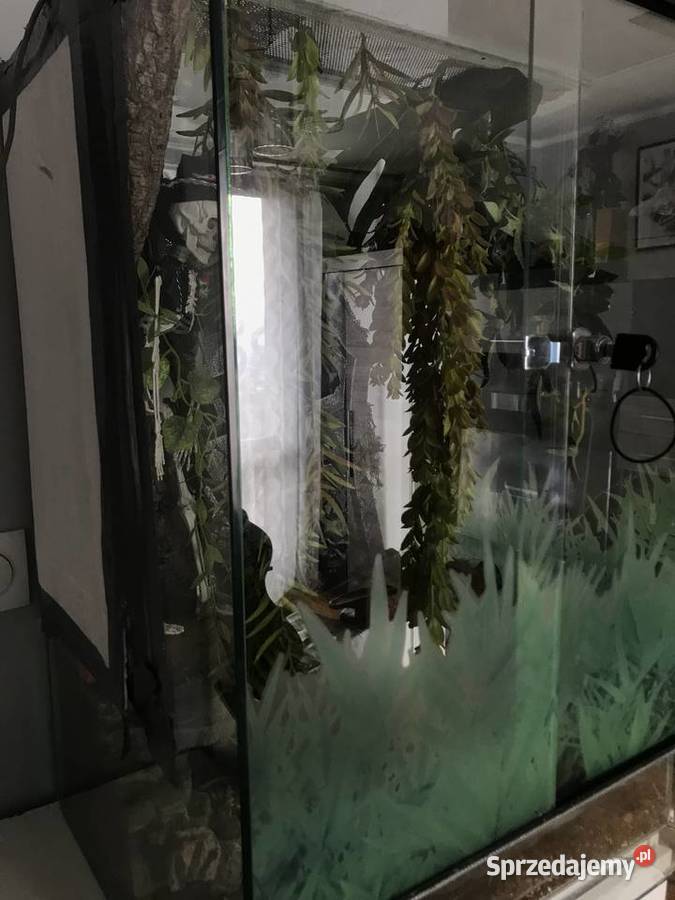Morelia Spilota pyton dywanowy Zwierzęta Warszawa
