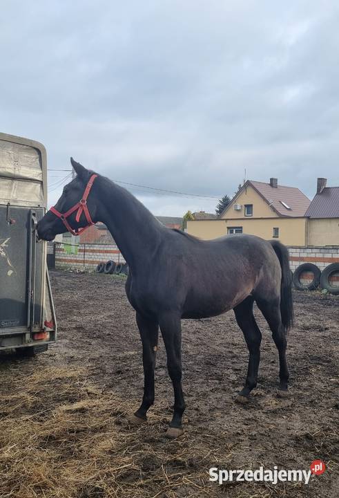Kary ogier na sprzedaż wielkopolskie Rokutów