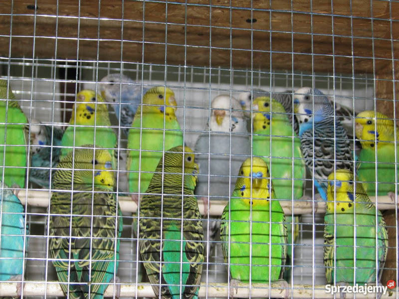 tanio papugi faliste śląskie Sosnowiec