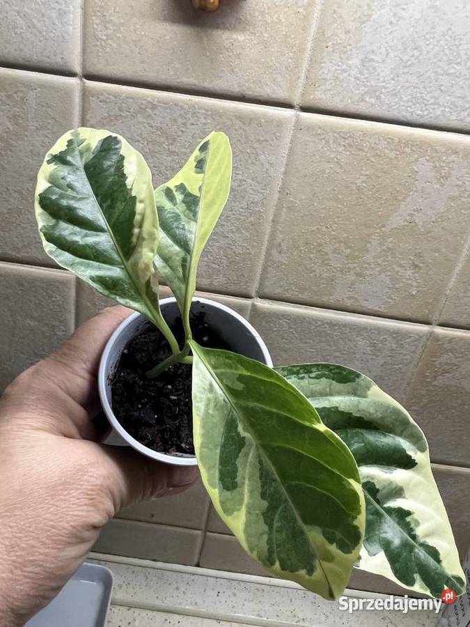 Pseuderanthemum roślina doniczkowa