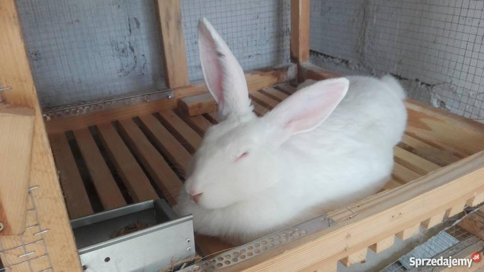 Roczna samica termondzki biały Boruszowice