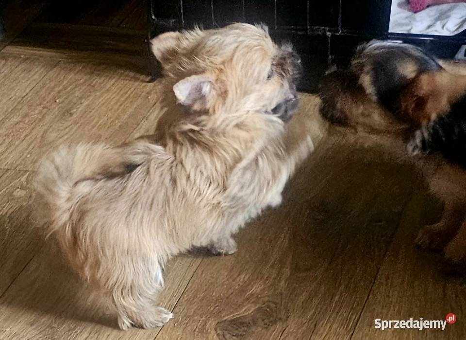 Yoreczka śliczna dziewczynka złota Częstochowa sprzedam