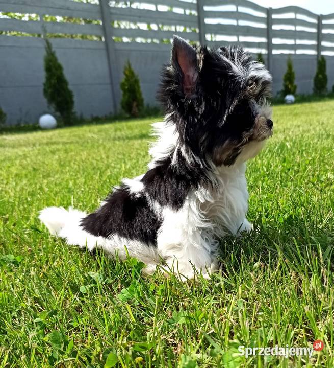 York Biewer Piękny malutki królewicz Rodowodowy Wrocław sprzedam