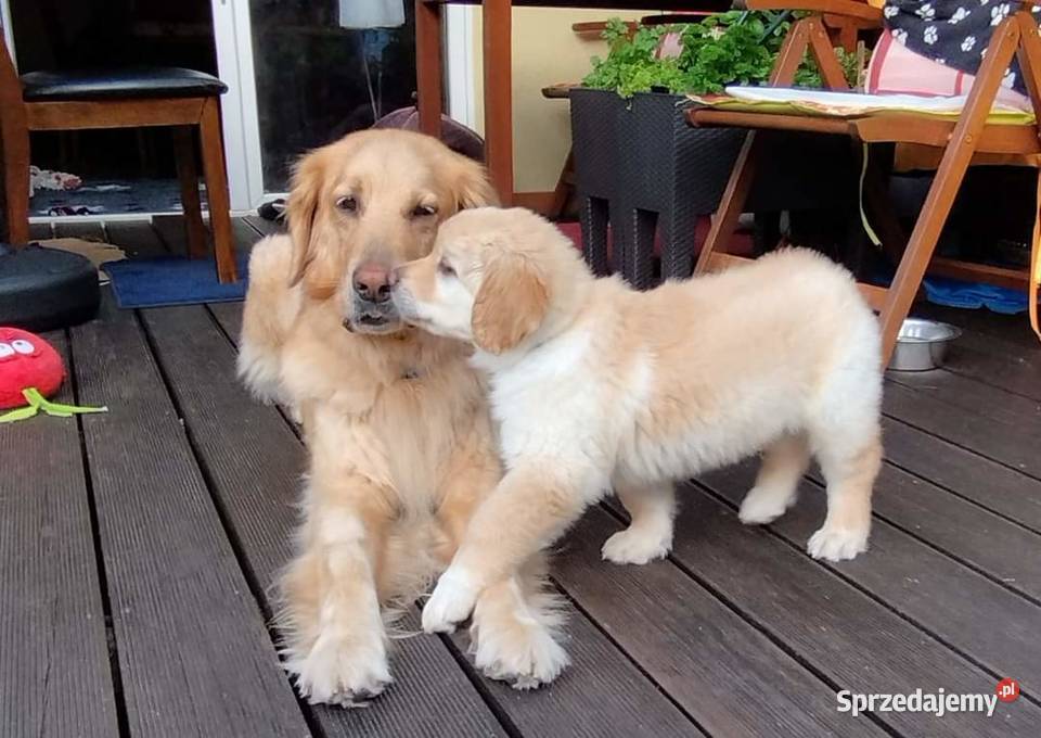 Piesek Szczeniak rasy Hovawart ZKwP FCI gotowy sprzedam