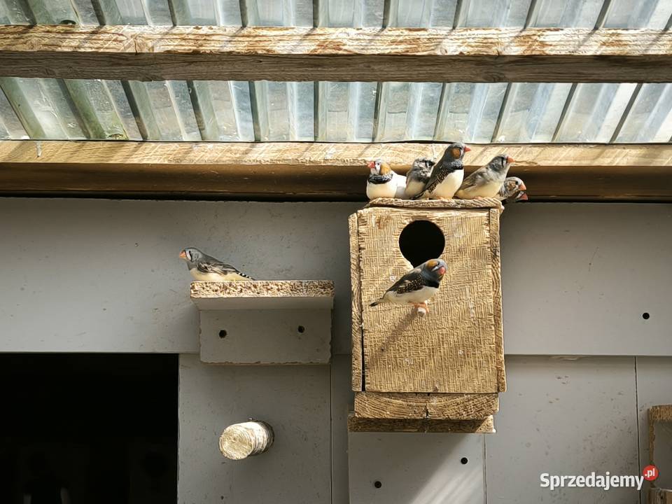 Papugi różne rodzaje Ptaki